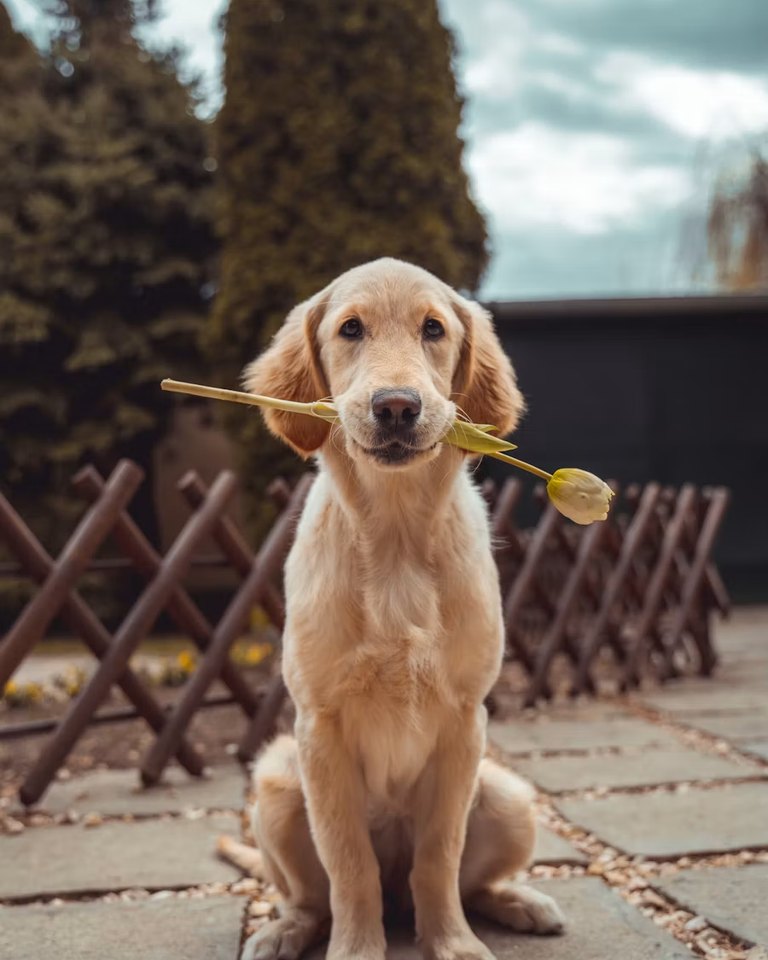 Luna, a Golden retriever mix